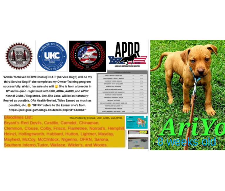 Embark Dog DNA Test Breed
