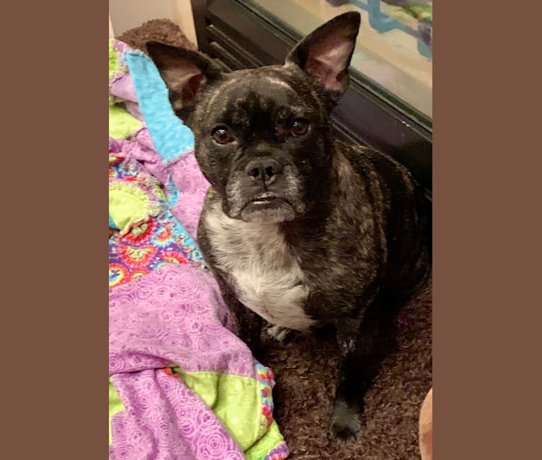 Callie Isabella, a French Bulldog and Russell-type Terrier mix tested with EmbarkVet.com