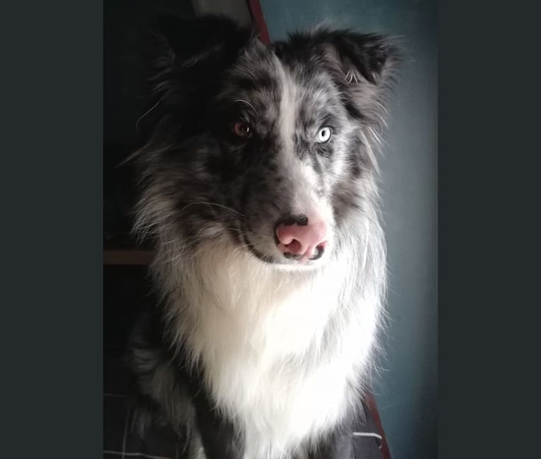 Elkhound shepherd mix outlet