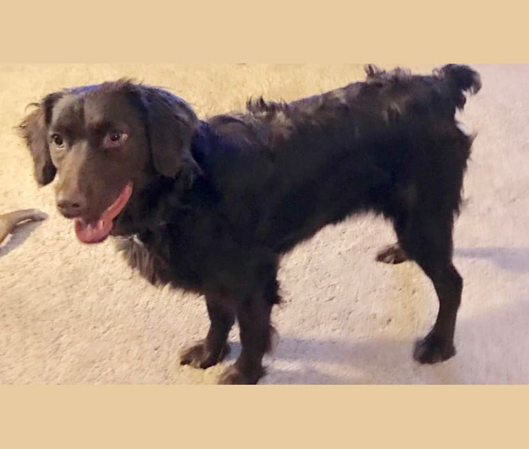 Embark Dog DNA Test Breed