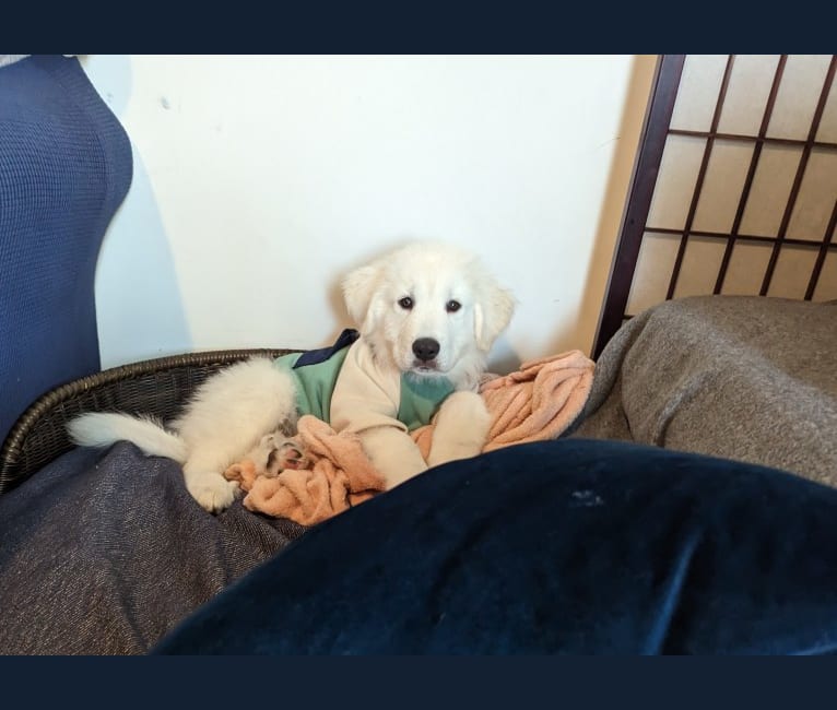 Valiant, a Great Pyrenees tested with EmbarkVet.com