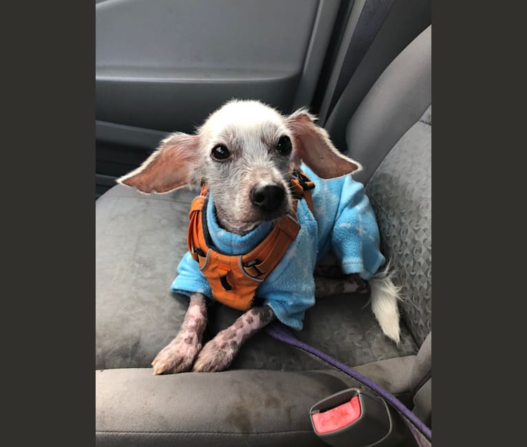 Snickerdoodle, a Chinese Crested and Beagle mix tested with EmbarkVet.com