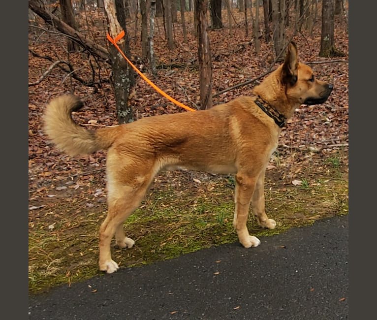 Canyon, a Siberian Husky and Saint Bernard mix tested with EmbarkVet.com