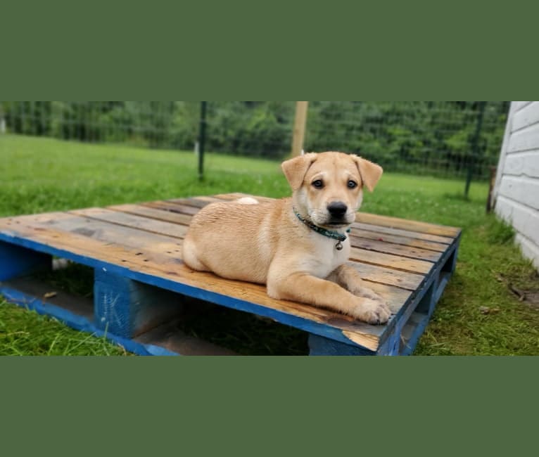 Bones, a Carolina Dog tested with EmbarkVet.com
