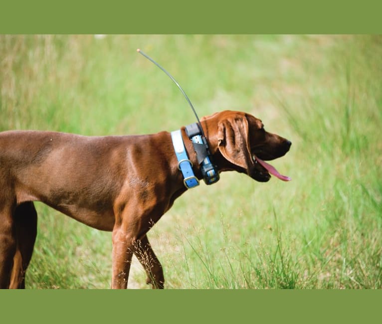Piper, a Redbone Coonhound tested with EmbarkVet.com