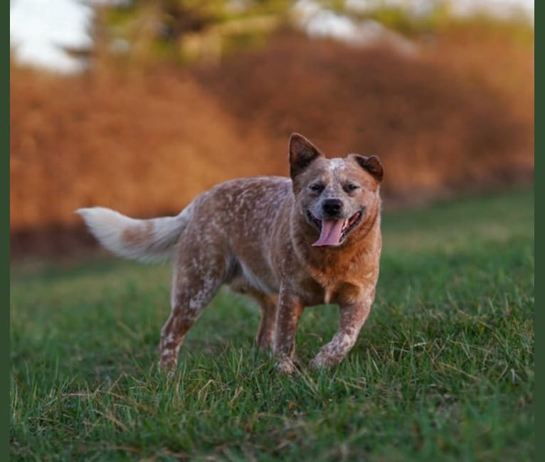 Finn, an Australian Cattle Dog tested with EmbarkVet.com