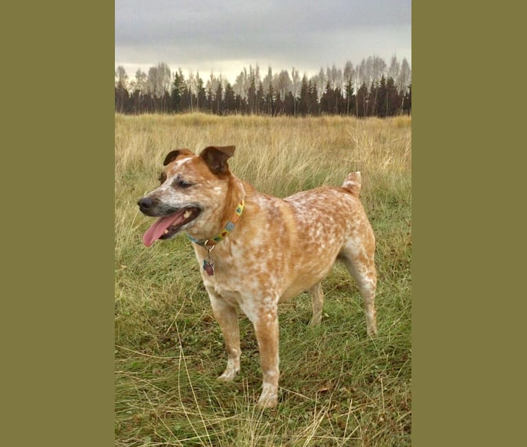 Asher, an Australian Cattle Dog and Russell-type Terrier mix tested with EmbarkVet.com
