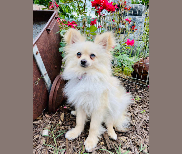 Photo of Sofia, a Pomeranian  in Hornitos, California, USA