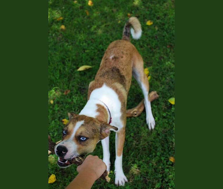Thor, a Boston Terrier and Siberian Husky mix tested with EmbarkVet.com