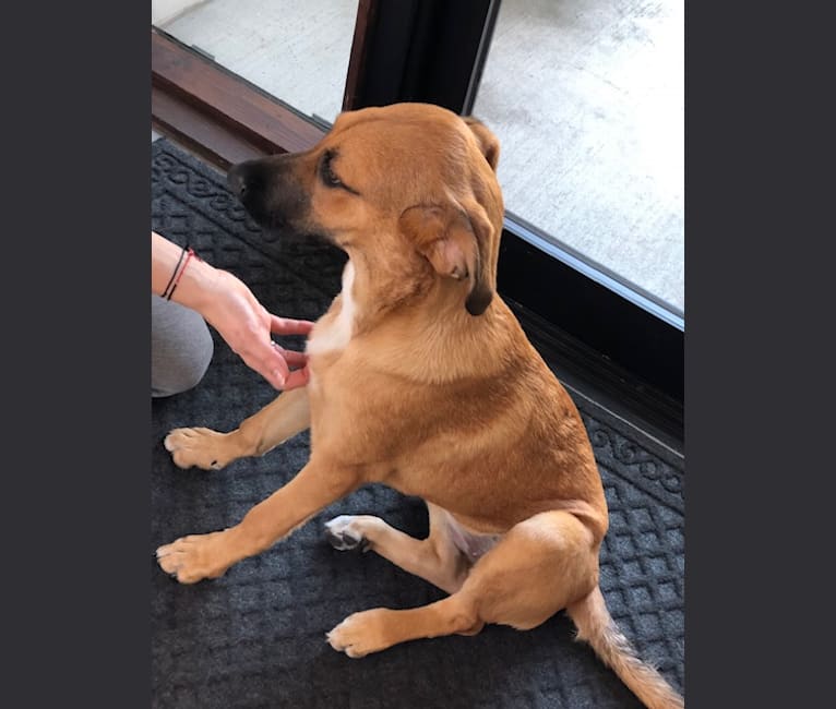 Pomme, a Doberman Pinscher and Great Pyrenees mix tested with EmbarkVet.com