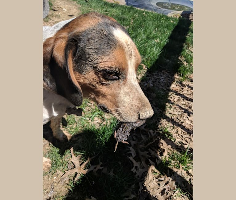 Otis, a Beagle tested with EmbarkVet.com