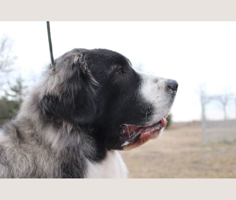 Elara, a Pyrenean Mastiff tested with EmbarkVet.com