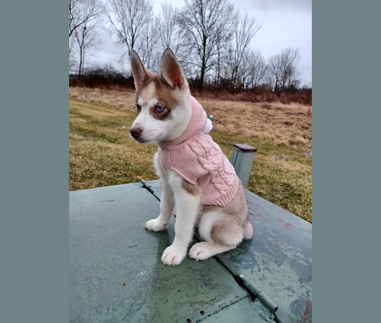 Photo of Finkelstein, a Siberian Husky  in Cardington, Ohio, USA