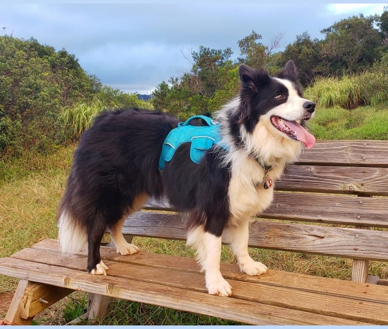 Kida, a Border Collie tested with EmbarkVet.com