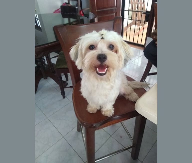 Camille, an American Village Dog and Maltese mix tested with EmbarkVet.com