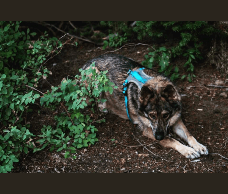 Riley, a German Shepherd Dog and Siberian Husky mix tested with EmbarkVet.com