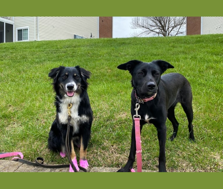 Nala, a Border Collie and American Pit Bull Terrier mix tested with EmbarkVet.com
