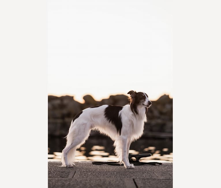 Photo of Mac, a Silken Windhound  in Redmond, WA, USA