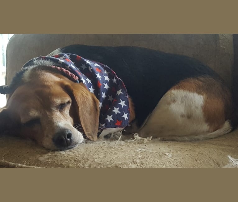 Photo of Fee Fee, a Beagle  in USA