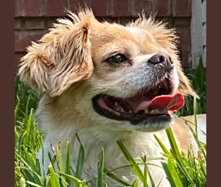 Charlie, a Cavalier King Charles Spaniel and Chihuahua mix tested with EmbarkVet.com