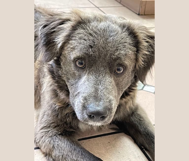 Chitter, an American Pit Bull Terrier and Poodle (Small) mix tested with EmbarkVet.com