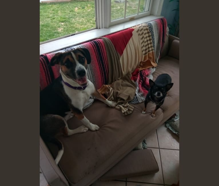 Photo of Holly, an American Pit Bull Terrier, Catahoula Leopard Dog, American Staffordshire Terrier, Labrador Retriever, and Mixed mix in Winnsboro, Louisiana, USA