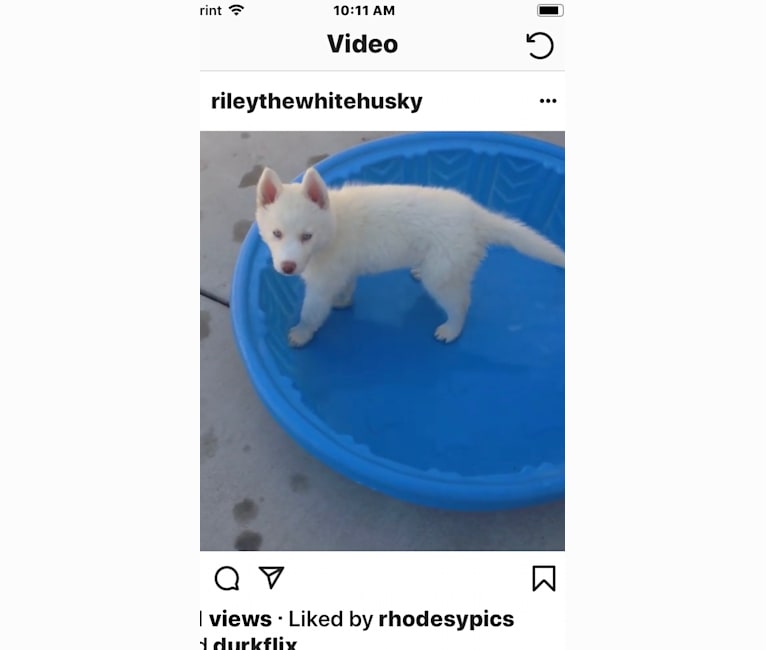 Riley, a Siberian Husky tested with EmbarkVet.com