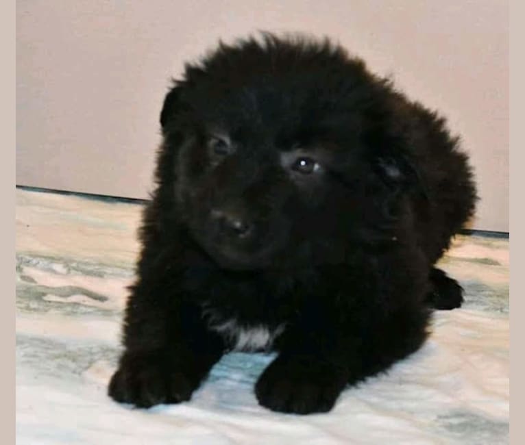 Zula, an Eastern European Village Dog tested with EmbarkVet.com