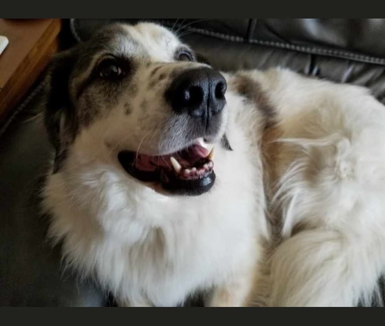 Serenity, a Great Pyrenees and Rottweiler mix tested with EmbarkVet.com