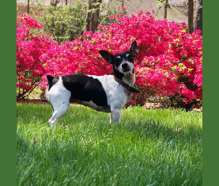Photo of Sweet Pea, a Teddy Roosevelt Terrier  in Atlanta, Georgia, USA