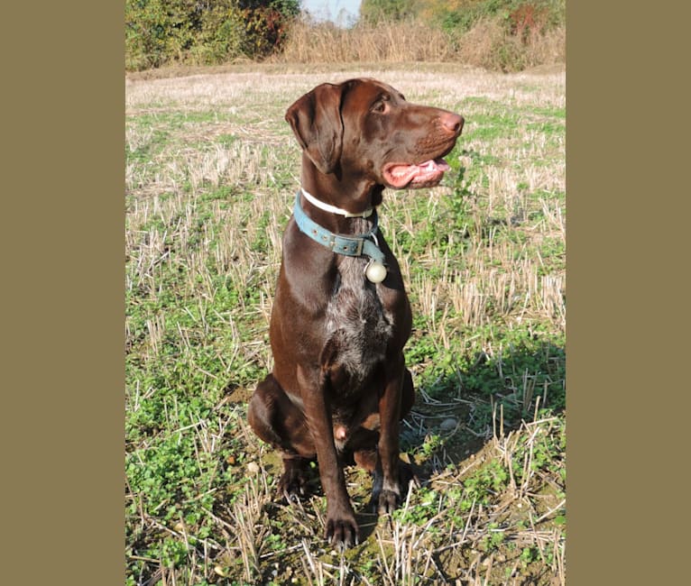 Wirehaired lab mix online