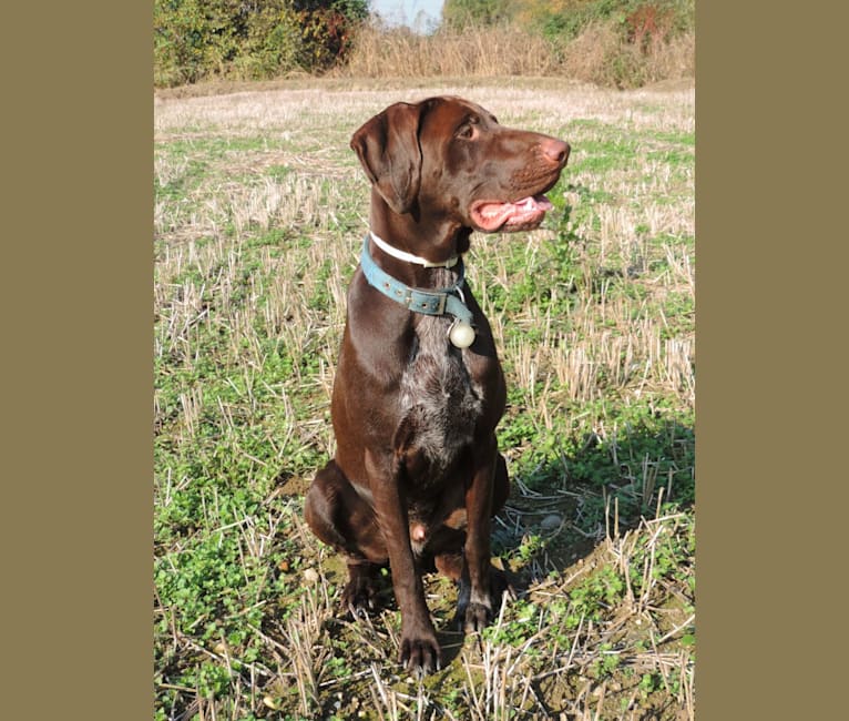 Labrador german wirehaired pointer clearance mix