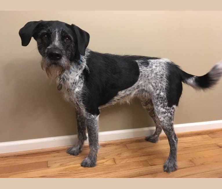 Blue heeler german cheap shorthaired pointer mix