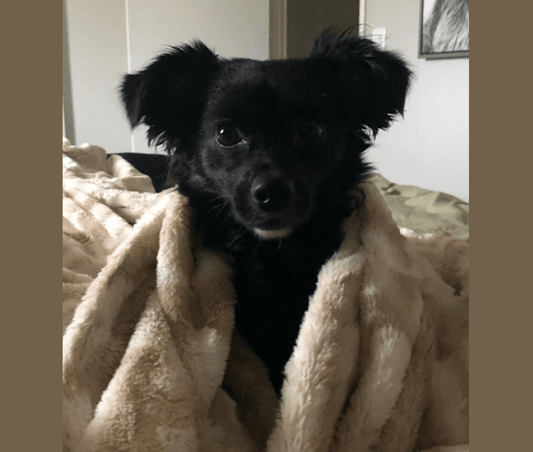 Clementine, a Chihuahua and Pomeranian mix tested with EmbarkVet.com