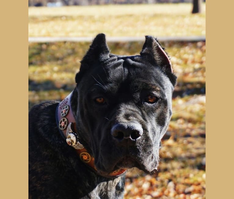 Embark Dog Dna Test Breed
