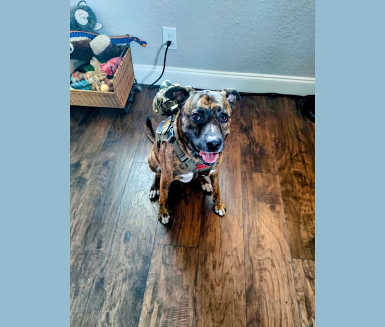 Atlas, an American Pit Bull Terrier (12.2% unresolved) tested with EmbarkVet.com