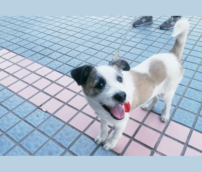 Rua, an East Asian Village Dog and Pekingese mix tested with EmbarkVet.com