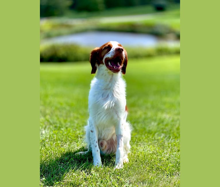 Photo of Pilot, a Brittany  in State College, PA, USA