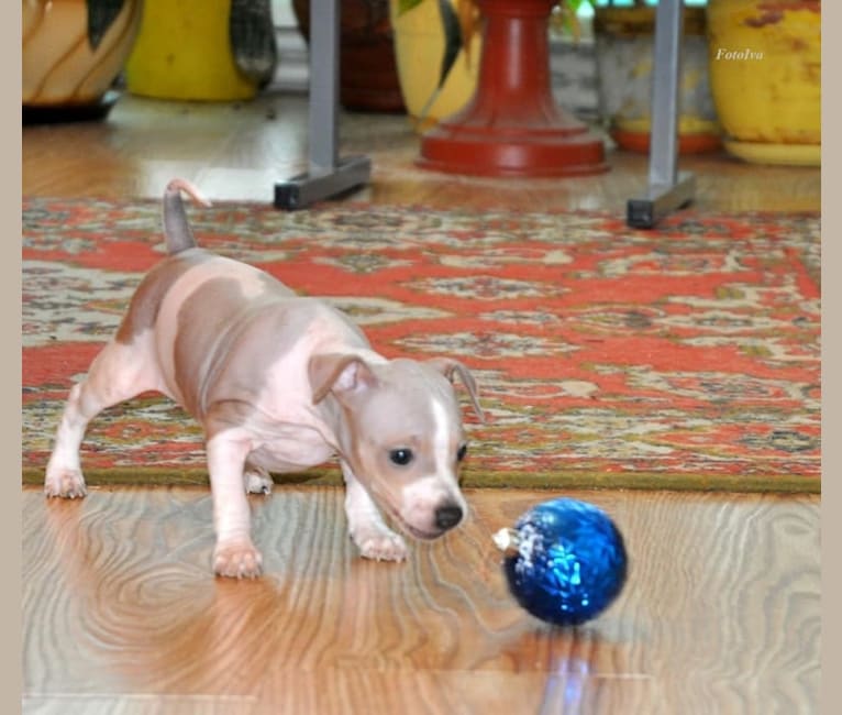 Photo of MIA, an American Hairless Terrier  in Moscow, Rusia