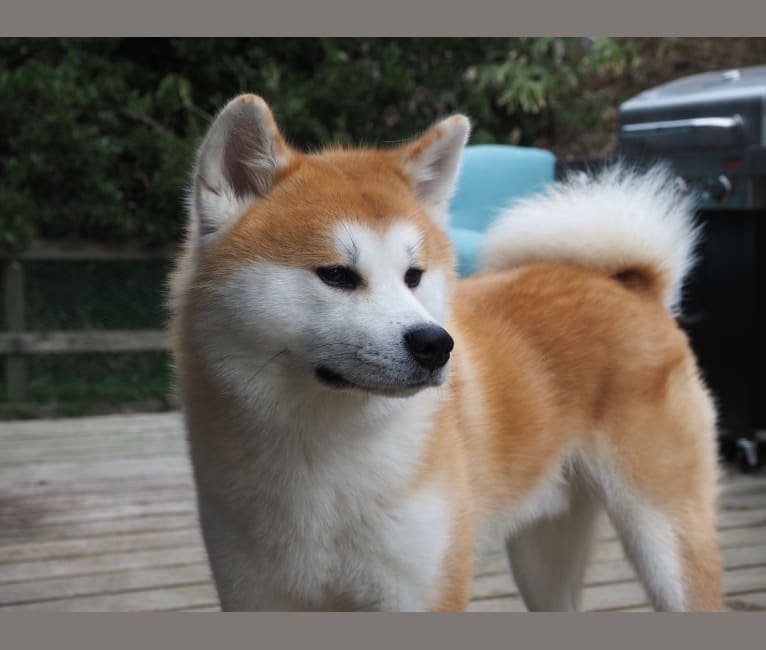 Akita test shop