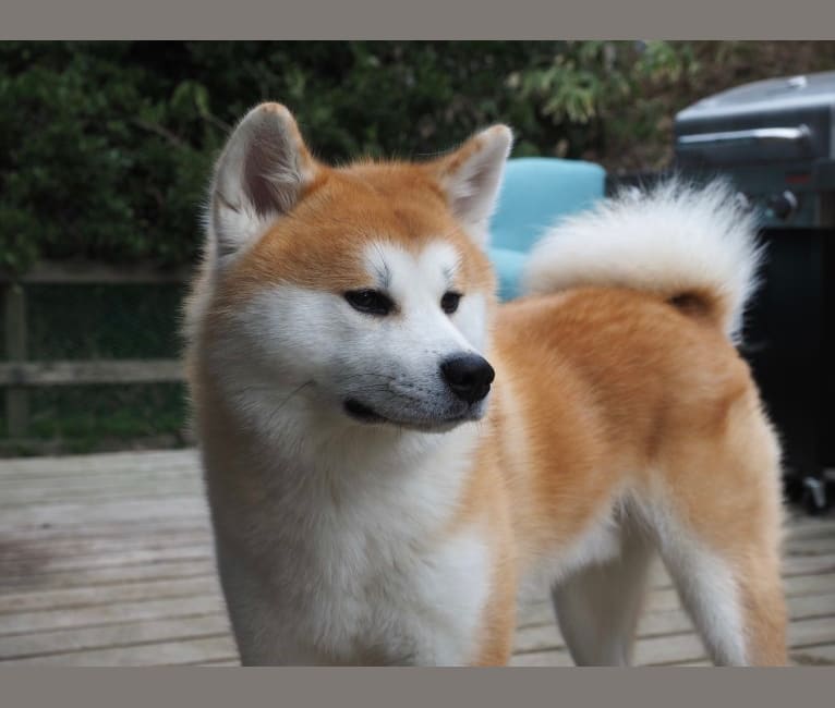 Taiyo, an Akita Inu tested with EmbarkVet.com