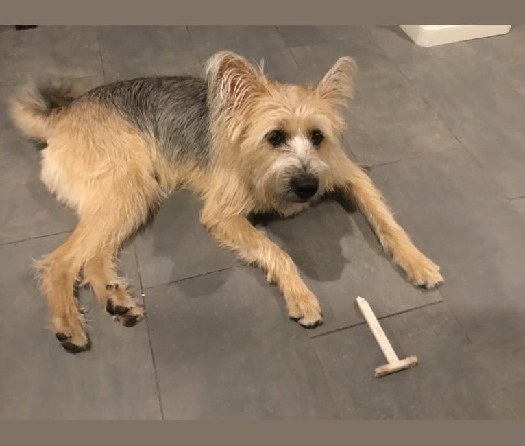 Cairn terrier husky mix discount