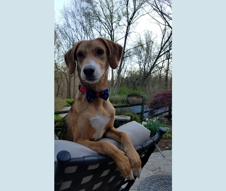Howard, an American Foxhound tested with EmbarkVet.com