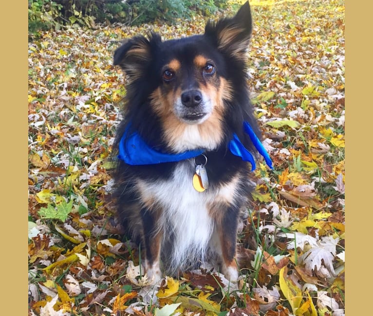 Embark Dog DNA Test Breed