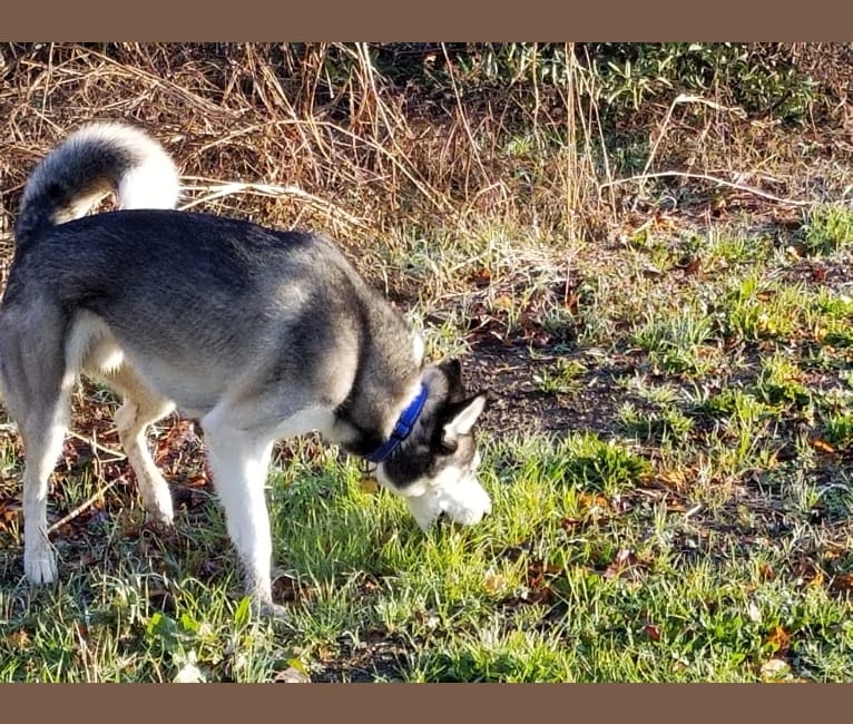 Photo of Teko, a Siberian Husky  in Asheville, North Carolina, USA