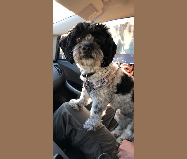 Maltese spaniel mix 2025