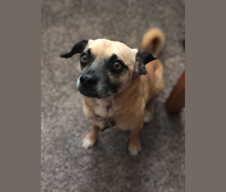 Buster, a Chihuahua and Pug mix tested with EmbarkVet.com