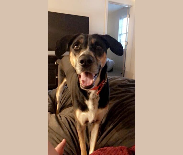 Bluetick coonhound husky mix top