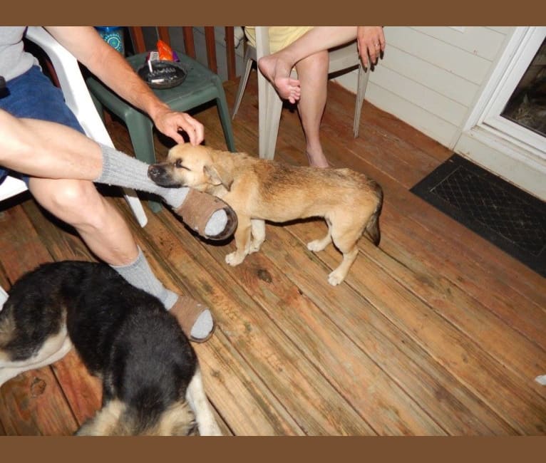 Photo of Lilly, a Boxer, Chow Chow, Siberian Husky, and German Shepherd Dog mix in Ekron, Kentucky, USA
