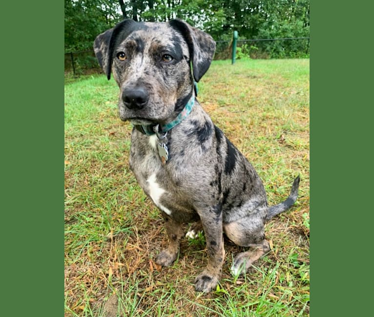 Photo of Prue, an American Pit Bull Terrier, Boxer, Catahoula Leopard Dog, Labrador Retriever, and Mixed mix in Louisiana, USA